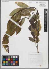 Foto von Salix pentandra L.